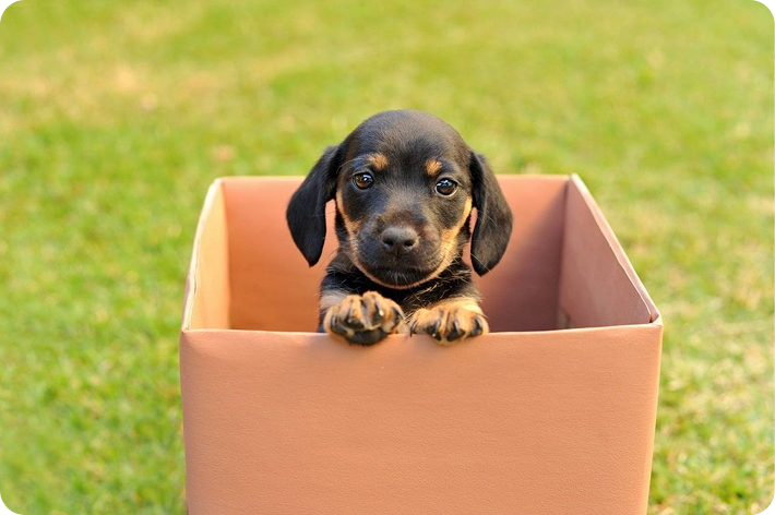 Puppy in a box